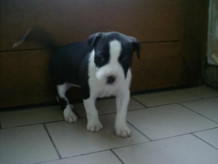 AUSTINE DIT STAFFIE