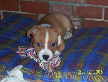amstaff