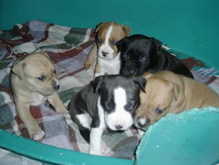 amstaff